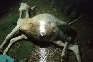 cow dead by heavy rain at vizainagaram