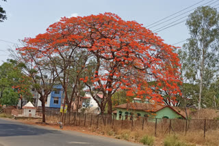 Gulmohar