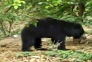 six-hours-later-the-bear-was-confiscated-in-chandrapur