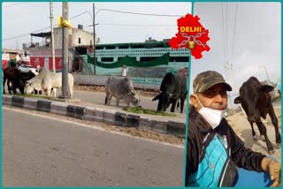 RSS Gau Seva chief Dharamveer Vashisht Nahargarh feeding cows in street to street during delhi lockdown