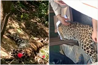 Trapped leopard rescued in una