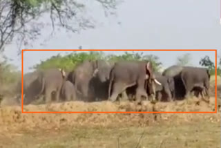23 elephants reached Rajim in Gariaband