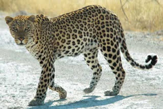 Leopard Wandering in Tirumala thirupathi temple in chittoor