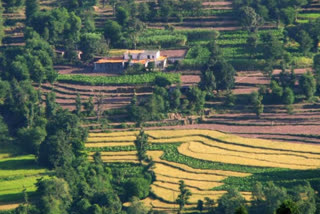 Himalayan farmers cultivate black peas with long shelf life amid lockdown