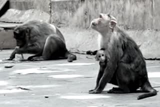 hubli-monkeys-are-suffering-with-food