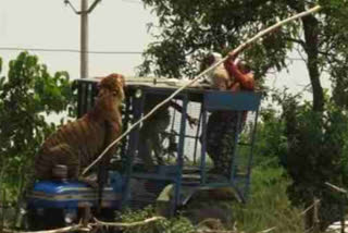 A tiger attacks farmers