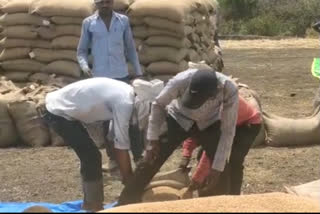 Violation of rules of administration in wheat procurement center