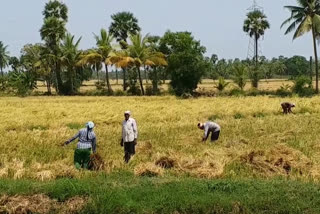 farmer provided food to agriculture labour