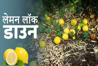 Lemon farmer upset due to lockdown in Dhar