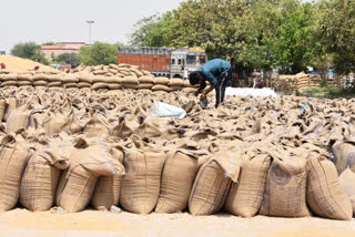 Jhajjar DC gave information about the purchase of mustard and wheat