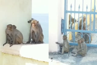 CORONA EFFECT ON MONKEYS