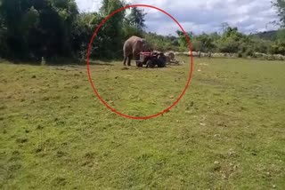 video-story-an-angry-wild-elephant