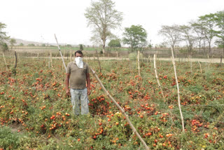 Tomato farming collapsed in lockdown