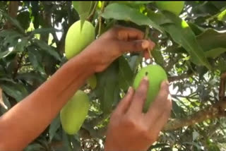 Mango farmer of koraput  in tension