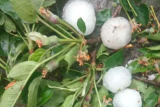 hail damage to crops in rampur area