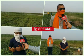 People are reaching to get vegetables from the bank of Yamuna