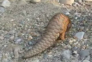 pangolin in ramnagar