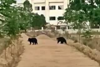 bear-enters-populated-areas-of-kanker