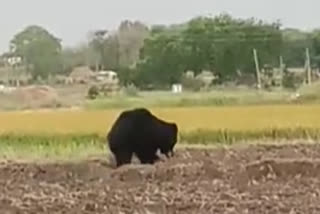 Bear Roaming In Siddipeta Koheda mandal.. Peoples Afraid