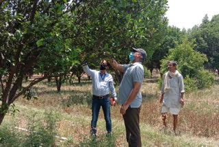 Agricultural scientist visits orange crop