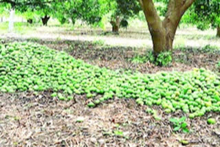 crop loss in khammam due to rain