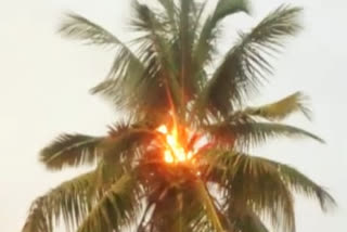 Raichur: Fire into the coconut tree By Knocking down the thunderbolt