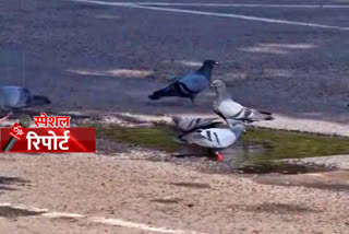 man feeding birds in chandigarh