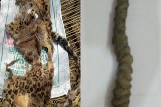 leopard-skin-and-chinkara-horns-confiscated-in-yavatmal