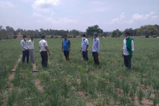 Twister shelling disease for onion crops