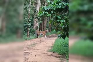 tiger appeared in virajpete road