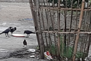 man-feeding-birds-in-chandigarh-during-lockdown