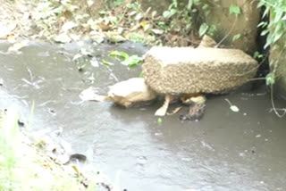 എറണാകുളം  ernakulam  പെരുമ്പാവൂർ  toilets waste are being dumped  കക്കൂസ് മാലിന്യം