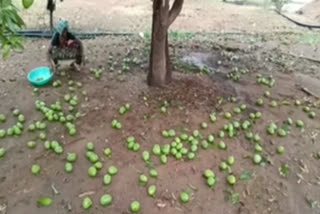 Farmers have been badly affected by rain in Vikarabad district