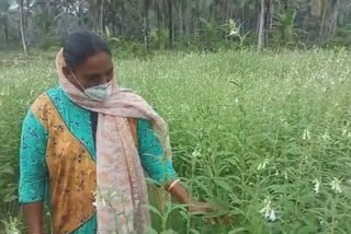 Kerala woman farmer all set to reap gold for the 5th time in sesame cultivation