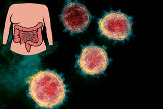 intestine cells