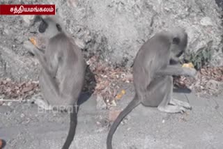 Sathiyamangalam monkeys switched to natural foods