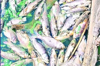 jogulamba gadwal district fishes died news