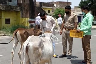 bl verma feeding stray animals