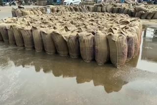 Wheat sacks soaked in rain in fatehabad grain market
