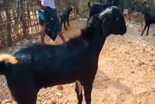 MALE GOAT GIVES LITRES OF MILK