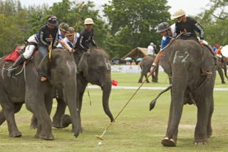 Elephant Polo