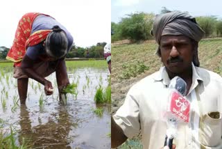 நன்னிலம் பகுதி விவசாயிகள்  நன்னிலம் குறுவை சாகுபடி  thiruvarur news  thiruvarur recent news  nannilam news  The government should take steps to remove Fertilizer shortage