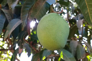 UP''s Malihabad mango man develops ''Doctor Mango'' variety