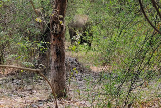 17-elephants-returned-to-the-forests-of-rohansi