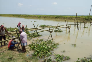 টাঙন নদীতে সাঁকো তৈরির কাজে মালদার চাষিরা