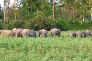 23 elephants drone video posted by IG Kabra in raipur