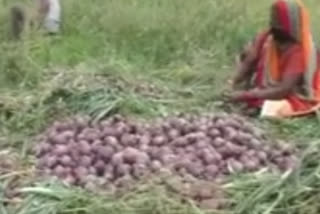 onion cultivation