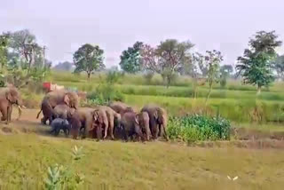 19-elephants-reached-mahasamund