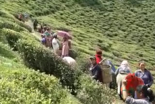 mp santa chetri asked center to help the tea estate workers amid lockdown
