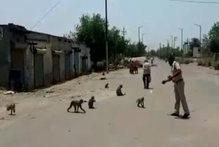 During lockdown Policeman Devendra feed monkeys in Ghaziabad every day